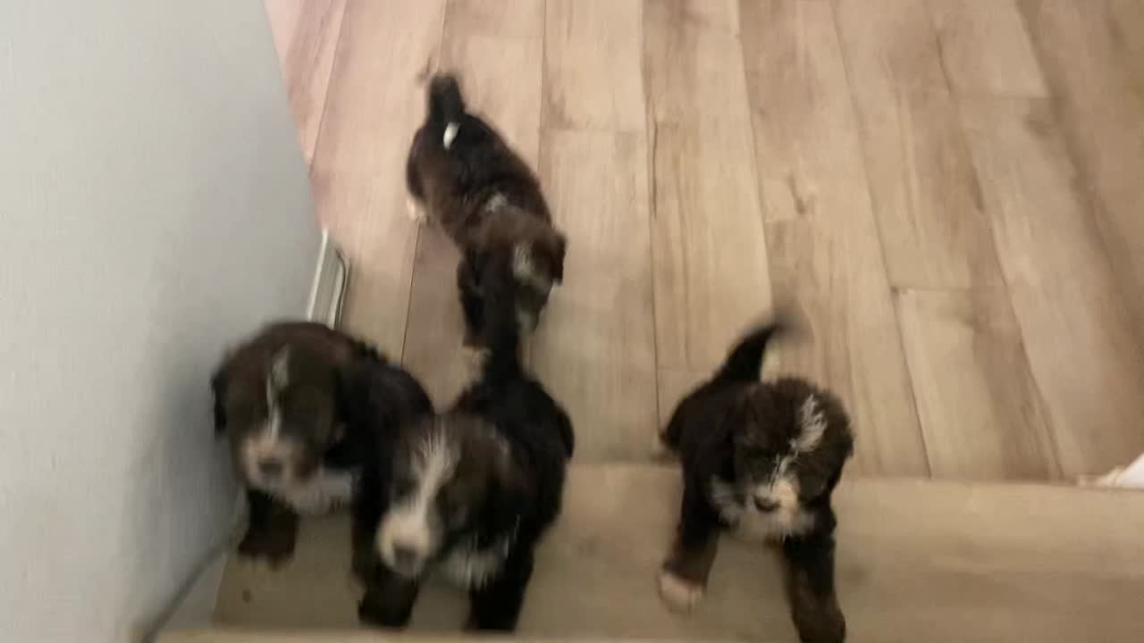 Bernedoodle puppy video
